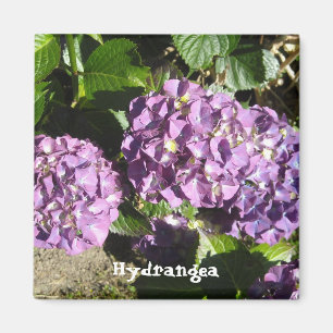 Imã Máscaras do Hydrangea roxo