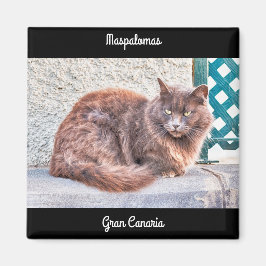 Imã Maspalomas Cat