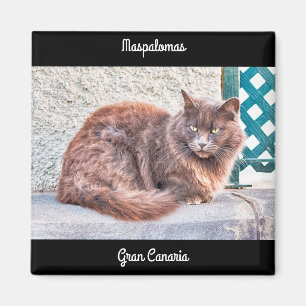 Imã Maspalomas Cat
