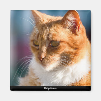 Imã Maspalomas Cat
