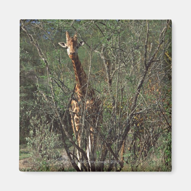 Imã Massai Giraffe (Frente)