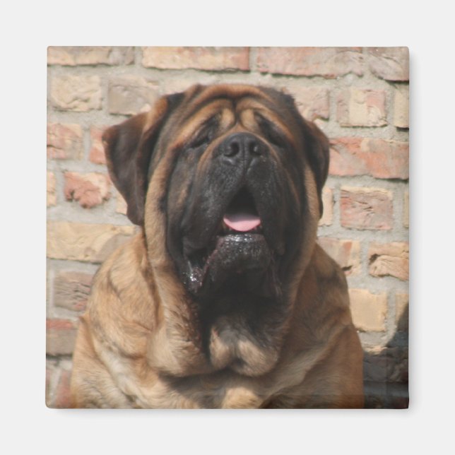 Imã  Mastiff englische Dogge Vatertag  (Frente)
