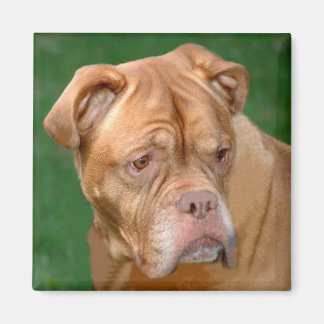 Imã Mastiff Francês