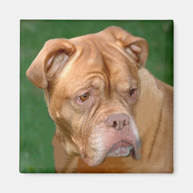 Imã Mastiff Francês (Frente)