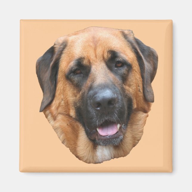 Imã Mastiff Mix Dog Magnet (Frente)