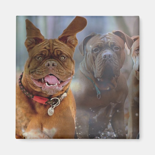 Imã Mastiff Plus (Frente)