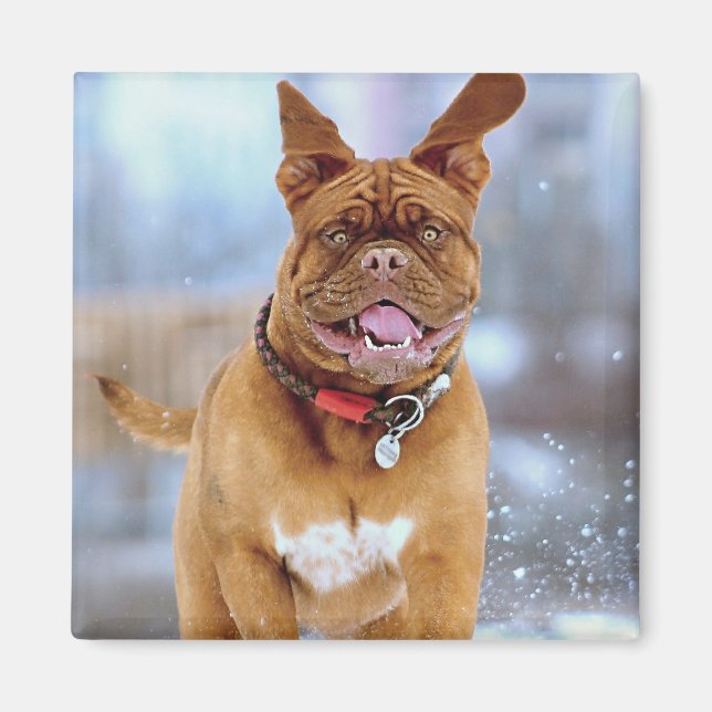 Imã Mastiff Plus (Frente)