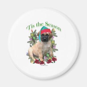 Imã Mastiff "Tis