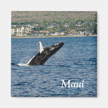 Maui Humpback Whale Break Magnet