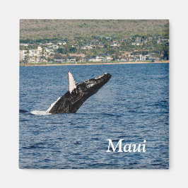 Imã Maui Humpback Whale Break Magnet