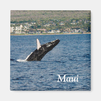 Imã Maui Humpback Whale Break Magnet