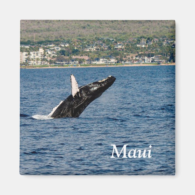 Imã Maui Humpback Whale Break Magnet (Frente)
