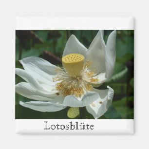 Imã Maurícia, Lotosblüte