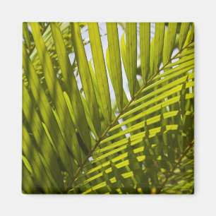 Imã Maurícia, Maurícia Central, Moka, palma 2