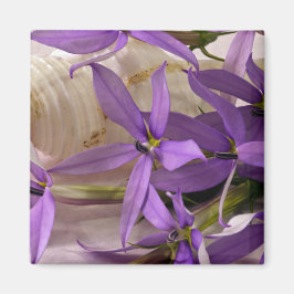 Imã Mauve Starshine Laurentia