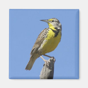 Imã Meadowlark ocidental
