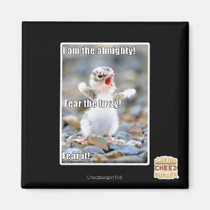 Imã Medo do Felpudo!