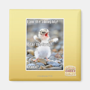 Imã Medo do Felpudo!