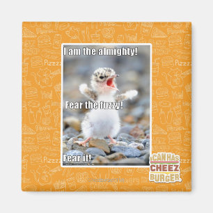 Imã Medo do Felpudo!