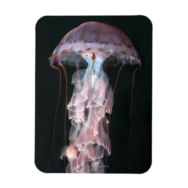 Ímã medusa juvenil, Chrysaora (Pelagia) (Vertical)