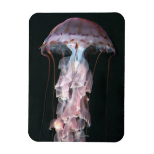 Ímã Medusa juvenis, Chrysaora (Pelagia)