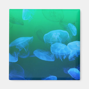 Imã Medusa transparentes