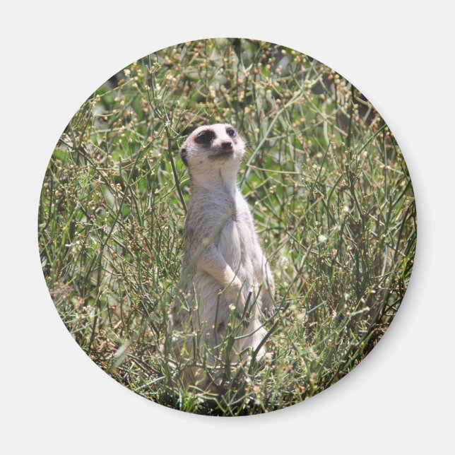 Imã Meerkat (Frente)