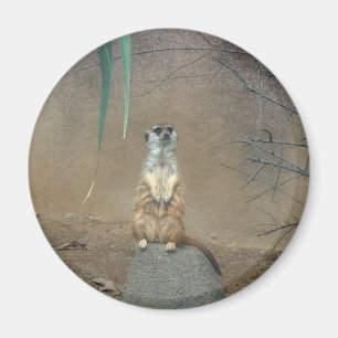 Imã Meerkat