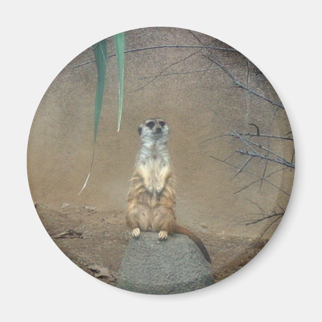 Imã Meerkat (Frente)