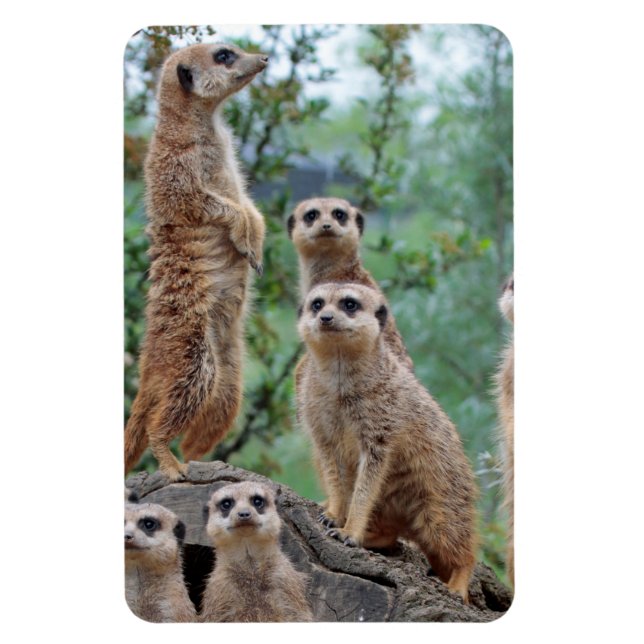 Ímã Meerkat_003 (Vertical)