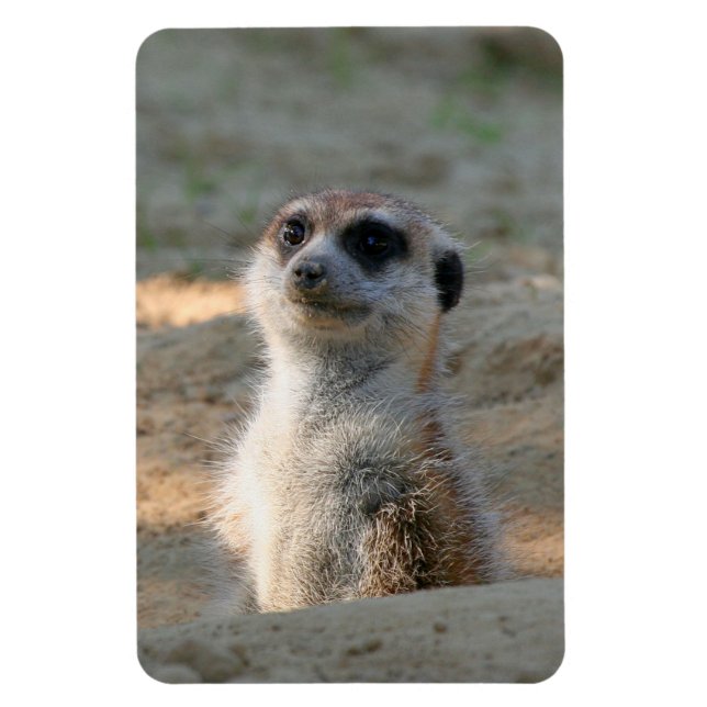 Ímã Meerkat 004 (Vertical)