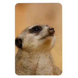 Ímã Meerkat 011