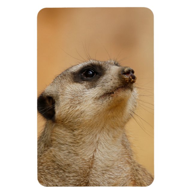 Ímã Meerkat 011 (Vertical)