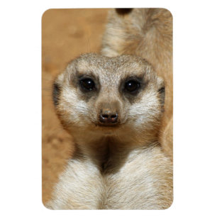 Ímã Meerkat 016