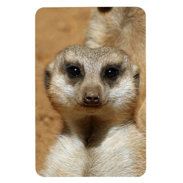 Ímã Meerkat 016 (Vertical)