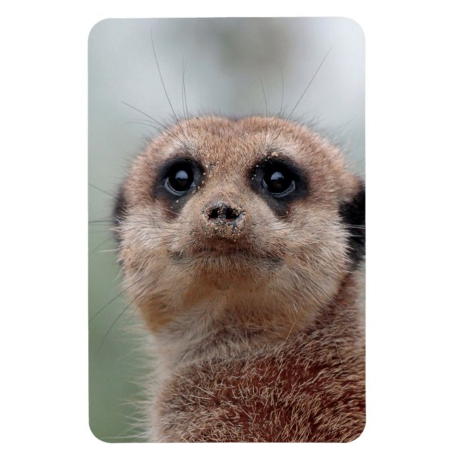 Ímã Meerkat 020 (Vertical)