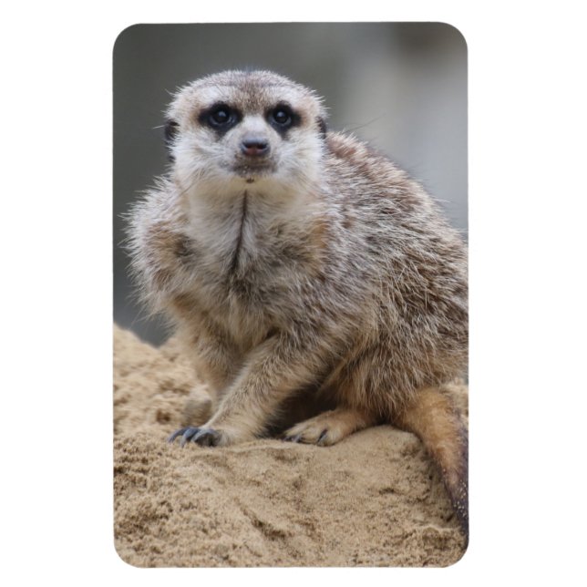 Ímã Meerkat 021 (Vertical)