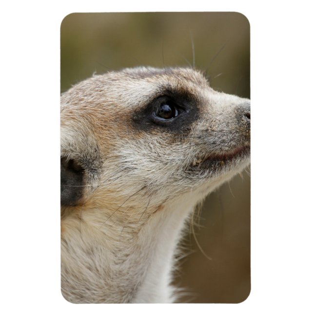 Ímã Meerkat 028 (Vertical)