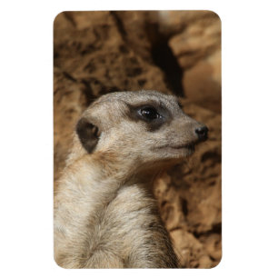 Ímã Meerkat 029