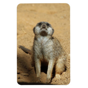 Ímã Meerkat 031