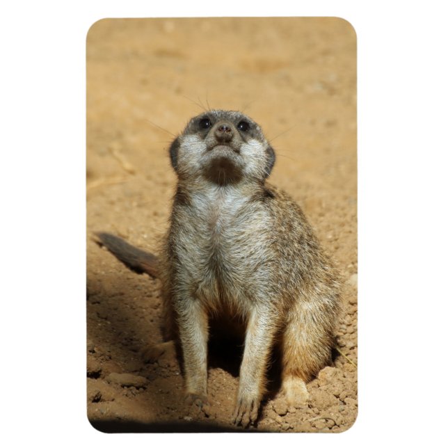 Ímã Meerkat 031 (Vertical)