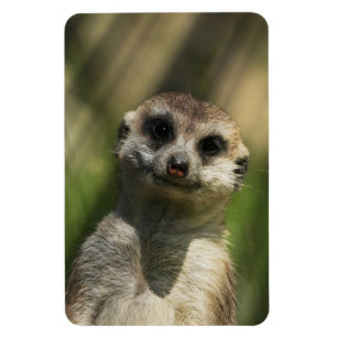 Ímã Meerkat 034