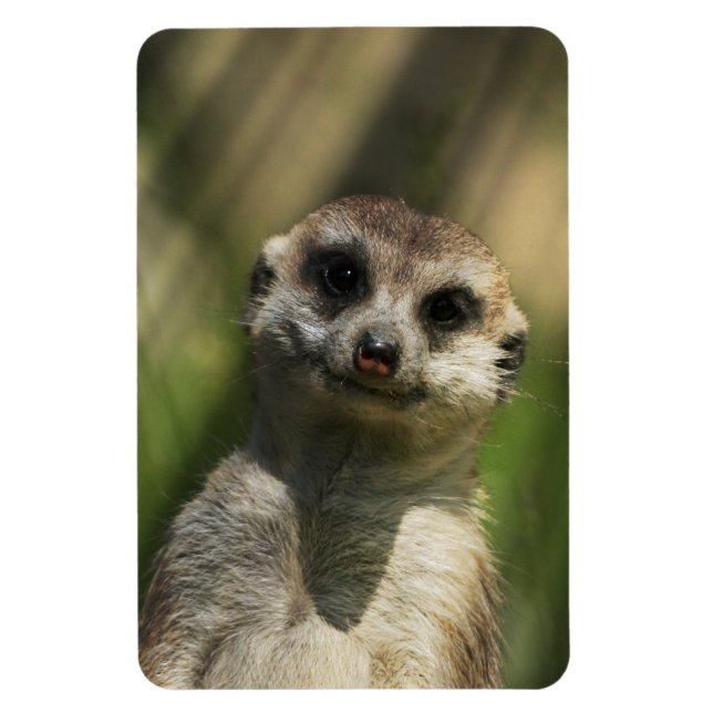 Ímã Meerkat 034 (Vertical)