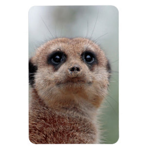 Ímã Meerkat 036