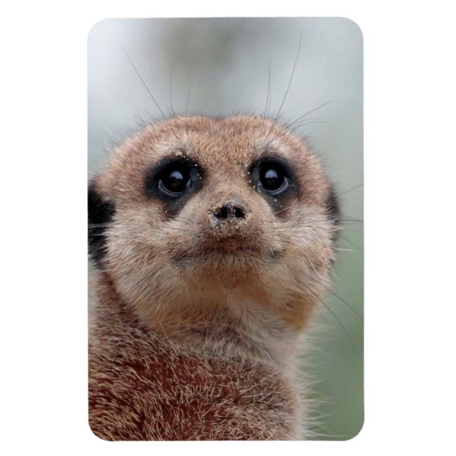 Ímã Meerkat 036 (Vertical)