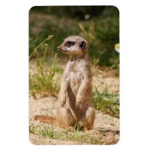 Ímã Meerkat 038