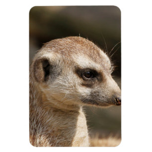 Ímã Meerkat 048