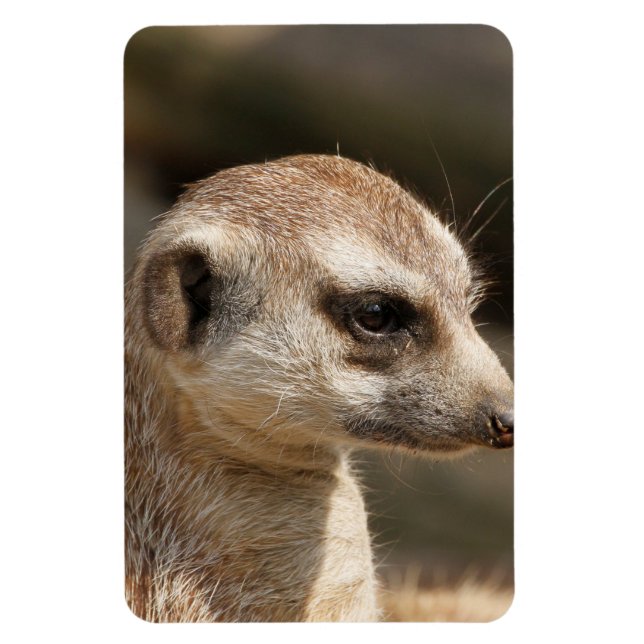Ímã Meerkat 048 (Vertical)