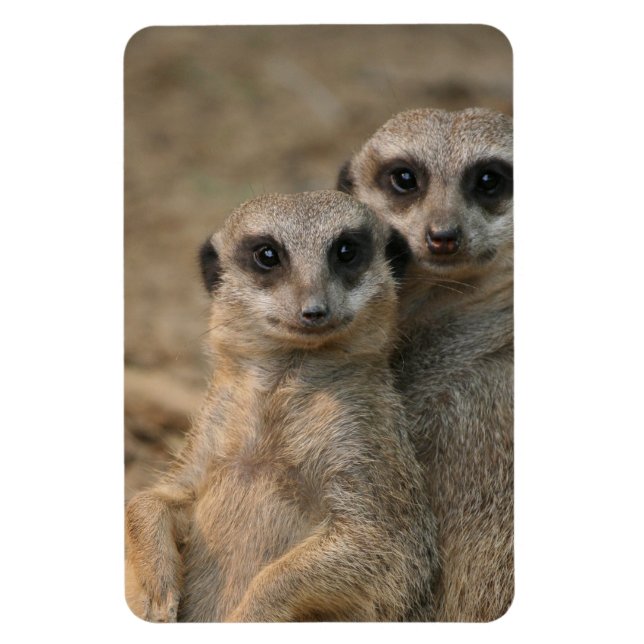 Ímã Meerkat 067 (Vertical)