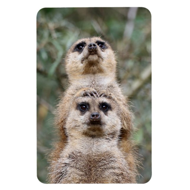 Ímã Meerkat 081 (Vertical)